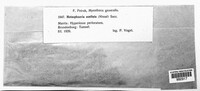 Keissleriella ocellata image